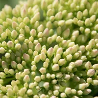 好看美丽花朵微信头像图片第1张