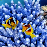 最美海底风景头像第1张