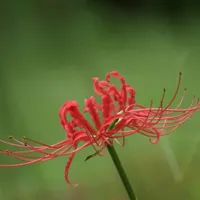 美丽花朵头像第1张