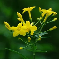 微信头像植物花卉图片第1张