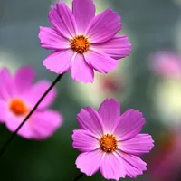 好看的花朵图片头像第1张