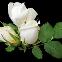 唯美白玫瑰头像第1张