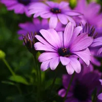 适合做头像的花朵图片第1张