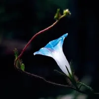 牵牛花微信头像第1张