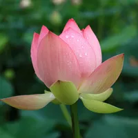 微信头像荷花大全高清图片大全下载第1张