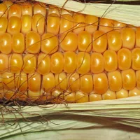 蔬菜玉米头像图片第1张