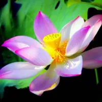 含苞待放的荷花头像第1张