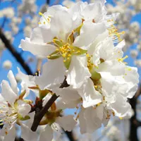 春暖花开适合做头像的花朵图片第1张