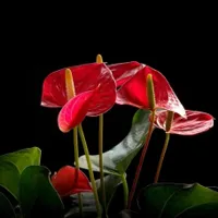 娇艳的红掌花朵头像图片第1张