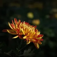 娇艳的菊花头像图片第1张