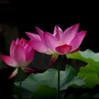 佛教莲花微信头像第1张