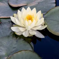 适合学佛人的微信头像第1张