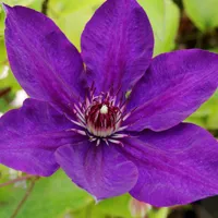 铁线莲花朵头像第1张