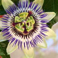 西番莲花图片头像第1张