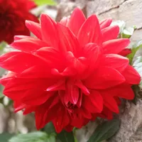 漂亮花朵头像图片第1张