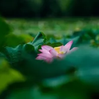 好看高清莲花碧叶花卉风景微信头像图片第1张