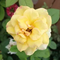 最新高清花朵头像第1张