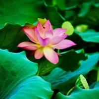 关于荷花的头像第1张