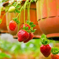 可爱草莓头像图片第1张