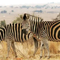 斑马头像图片第1张