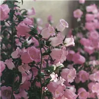 关于花的图片头像插在瓶子中的第1张