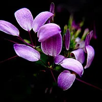 高清花朵头像醉蝶花图片第1张