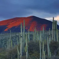 仙人掌微信头像图片第1张