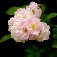 特别适合喜欢花的朋友用的头像第1张