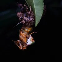 适合做头像的精美图片第1张