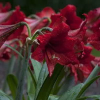 唯美百合花头像第1张