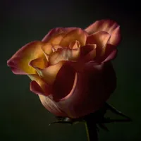 红玫瑰头像第1张