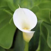 百合花头像图片第1张