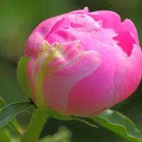 含苞待放的花朵头像第1张