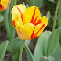 最美郁金香头像第1张