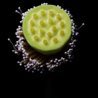 萍蓬草花图片头像第1张