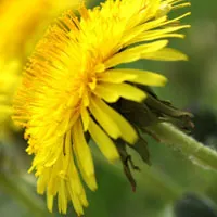 花的头像图片唯美第1张