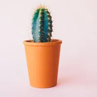 仙人掌头像第1张