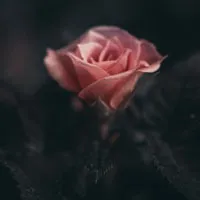 好看的玫瑰花头像第1张