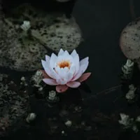 美丽的荷花头像第1张