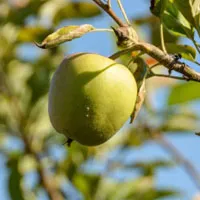 青苹果头像图片第1张