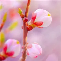 幸运招财微信头像图片第1张