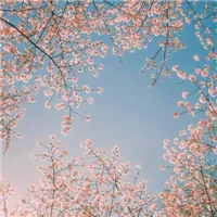 桃花运头像图片第1张