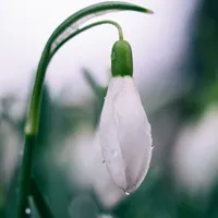 带水珠的花朵头像第1张