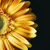 好看的向日葵图片头像第1张