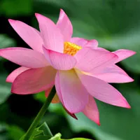 微信莲花头像第1张