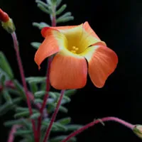 漂亮的花朵微信头像第1张