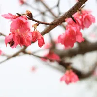 桃花头像图片大全第1张