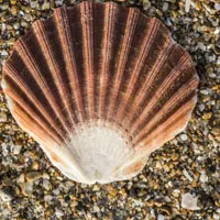 精致漂亮的贝壳图片头像第1张