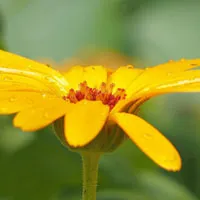 美丽的花朵微信头像第1张