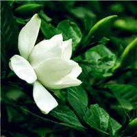 小清新素雅花朵图片头像大全第1张